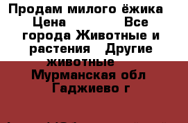 Продам милого ёжика › Цена ­ 10 000 - Все города Животные и растения » Другие животные   . Мурманская обл.,Гаджиево г.